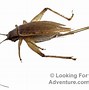 Image result for Insect Cricket Pics