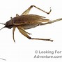 Image result for Cricket Insect