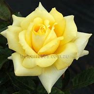 Image result for Tyrrell's Rose