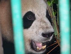 Image result for Giant Panda Adaptations