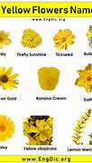 Image result for Red and Yellow Flower Names