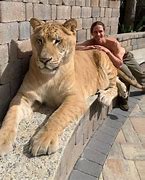 Image result for What Is the Biggest Cat in the World