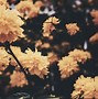 Image result for iPhone Wallpaper Flower Simple