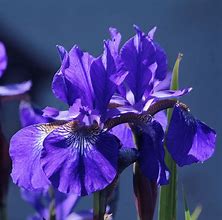 Image result for Iris siberica Double Standard