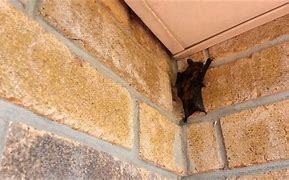 Image result for Bats In-House