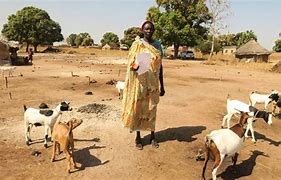 Image result for Tigrinya Cattle Keepers