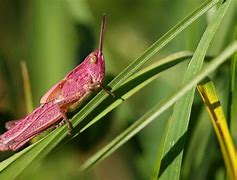 Image result for Rare Pink Grasshopper