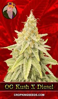 Image result for Fire OG Kush Seeds