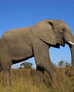 Image result for Largest Land Animal On Earth