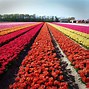 Image result for Holland Flower Show