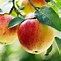 Image result for Apple Fruit Types