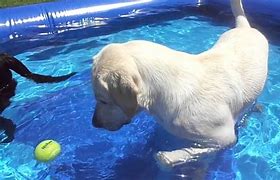 Image result for Dog Stay-Cool