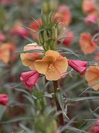 Image result for Oenothera Sunset Boulevard