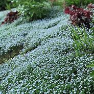 Image result for Isotoma fluviatillis Country Park