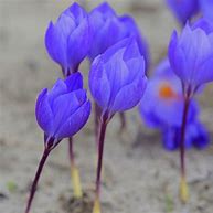 Image result for Crocus speciosus Oxonian