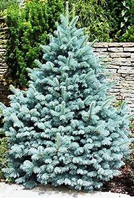 Image result for Ornamental Blue Spruce Trees