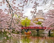 Spring Cherry Blossoms Japan 的图像结果