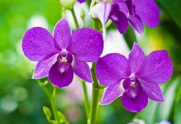 Image result for Types of Purple Orchids