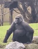 Image result for Biggest Gorilla Ever Recorded