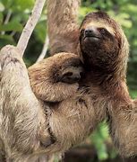 Image result for Sloth Wallpaper for My Desktop