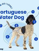 Image result for Portuguese Water Dog Grooming Chart