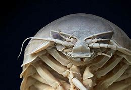 Image result for Isopod Animal