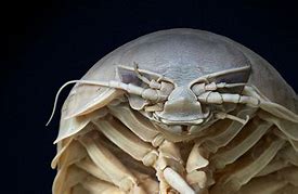 Image result for Isopod Eyes