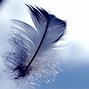 Image result for Feather Laptop Wallpaper