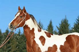 Image result for American Paint Horse Unique Paterns