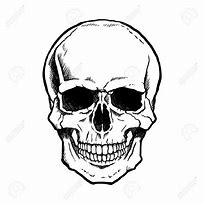 Image result for Realistic Human Skull Drawing
