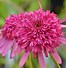 Image result for Echinacea purpurea Meringue ®