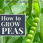 Image result for Pea Vine Plant