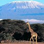 Image result for Kilimanjaro National Park, Tanzania