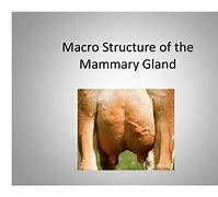 Image result for Internal Mammary Vein