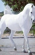 Image result for Arabian Friesian Horse