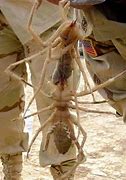Image result for What Is the Biggest Camel Spider