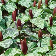 Image result for Trillium cuneatum