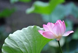 Image result for 4K Lotus Flower Wallpaper