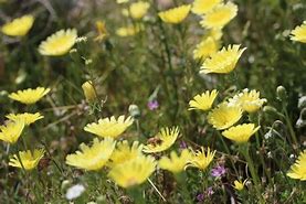 Image result for Cal Desert Yellow Flowers Wild