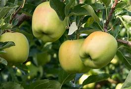 Image result for Wisconsin Sweet Yellow Apple Trees