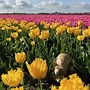 Image result for Holland Tulip Fields Netherlands