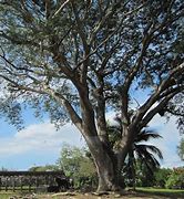 Image result for Guanacaste Tree