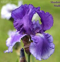 Image result for Iris sibirica Dancing Shadow