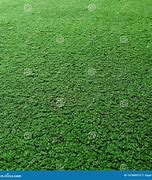 Image result for Cricket Gras Texture