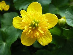 Image result for caltha