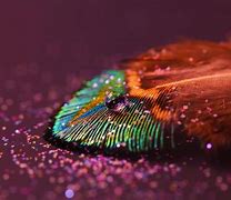 Image result for Bright Feathers