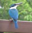 Image result for Burung Biru