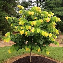 Image result for 30 Gallon Red Bud