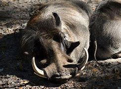 Image result for Warthog Brain Exploding Emoji