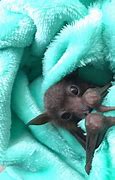 Image result for The Cutest Bat Species